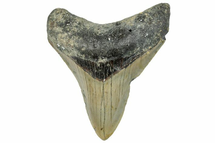 Serrated, Fossil Megalodon Tooth - North Carolina #295268